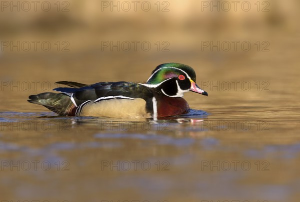 Wood Duck Male (Aix sponsa) - Victoria BC, Canada