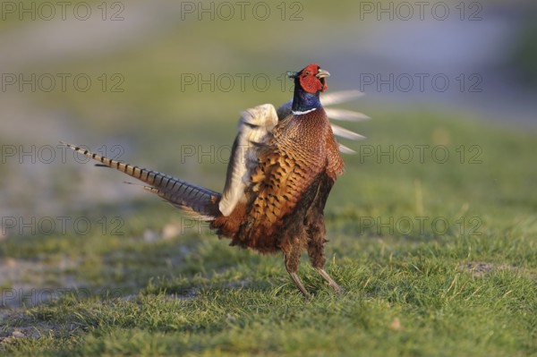 Common Pheasant (Phasianus colchicus) male mating, Lower Saxony, Germany