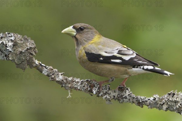Evening Grosbeak (Hesperiphona vespertina) female, British Columbia, Canada