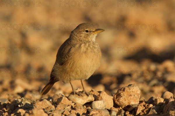 Desert Lark (Ammomanes deserti), Morocco