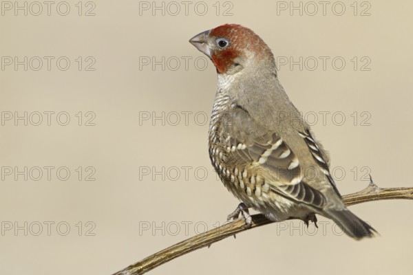 Red-headed Finch (Amadina erythrocephala), Northern Cape, Kgalagadi Transfrontier Park, South Africa