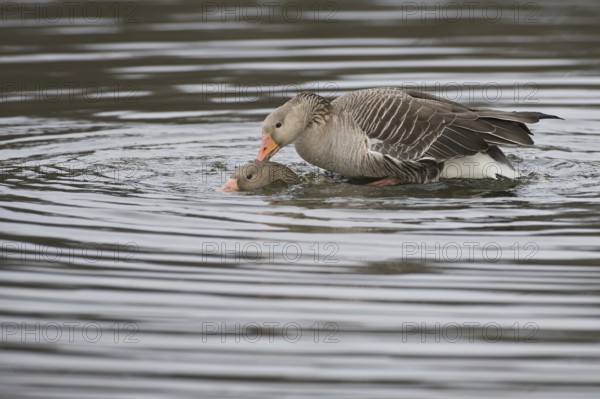 Greylag Goose (Anser anser) pair mating, Texel, Netherlands