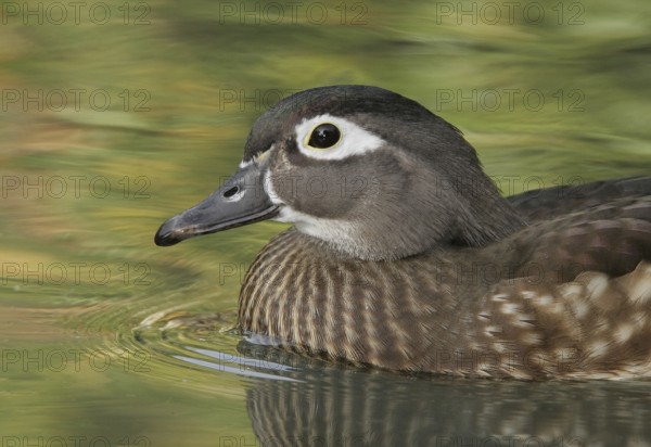 Wood Duck (Aix sponsa) female, California, USA