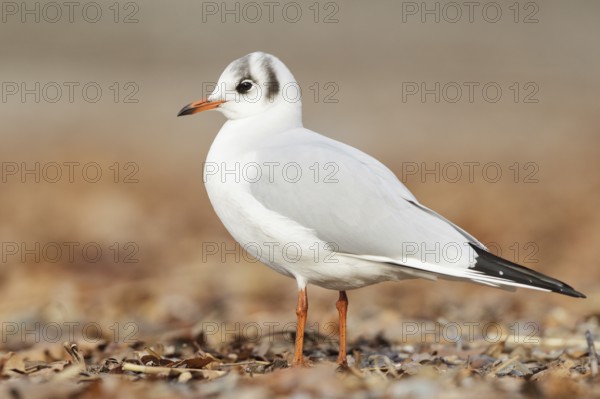 Black-headed Gull (Chroicocephalus ridibundus), St. Gallen, Switzerland
