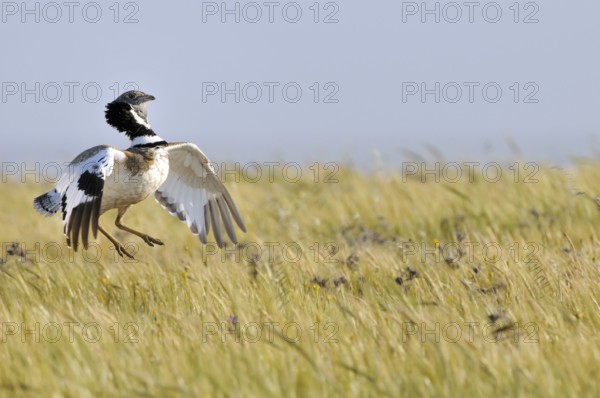 Little Bustard (Tetrax tetrax) mating, Extremadura, Spain