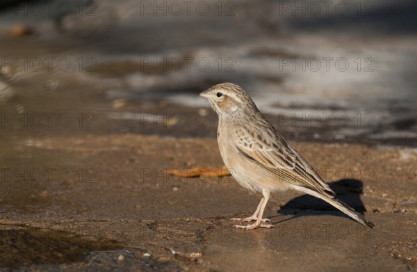 Lark-like Bunting (Emberiza impetuani), Namibia
