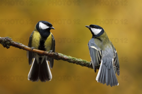 Great Tit (Parus major), Utrecht, Netherlands