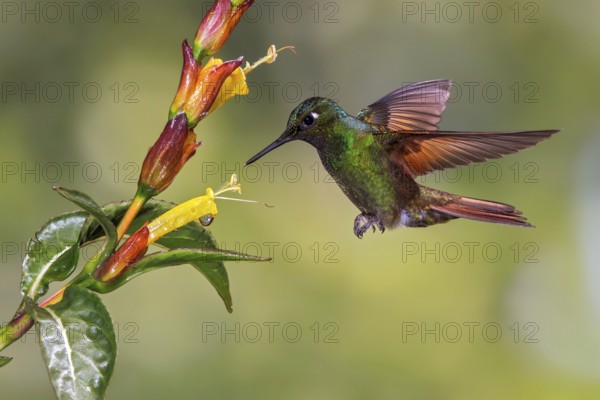 Brazilian Ruby (Clytolaema rubricauda) flying and feeding at a flower in the Atlantic rainforest of southeast Brazil