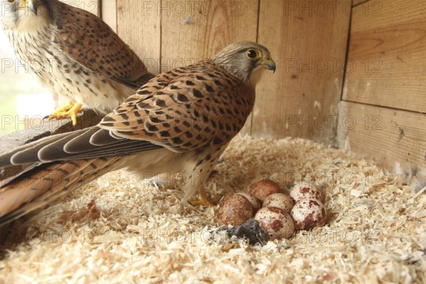 Common Kestrel (Falco tinnunculus) pair at eggs, Lower Saxony, Germany