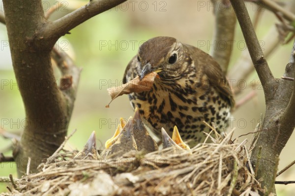 Song Thrush (Turdus philomelos) chick, Lower Saxony, Germany