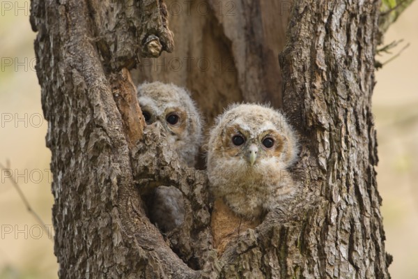 Tawny Owl (Strix aluco) two chicks looking out from breeding hole, Saxony, Germany