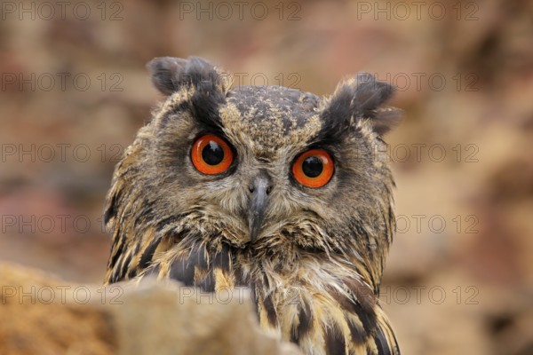 Eurasian Eagle Owl, Bubo Bubo, sitting on the tree branch, wildlife photo in the forest with orange autumn colours, Slovakia. Bird in the forest