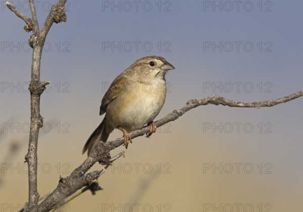 Botteri's Sparrow (Peucaea botterii), Arizona, USA
