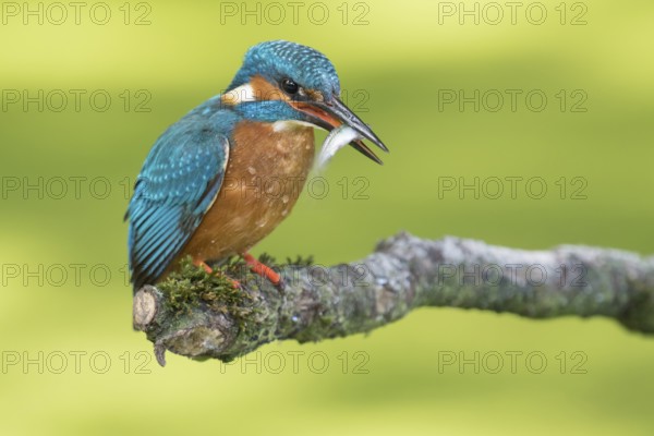 Common Kingfisher (Alcedo atthis) male perched on a branch with a fish in its beak, Lower Saxony, Germany