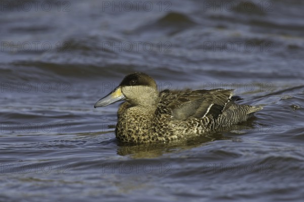 Silver Teal (Spatula versicolor), Falkland Islands
