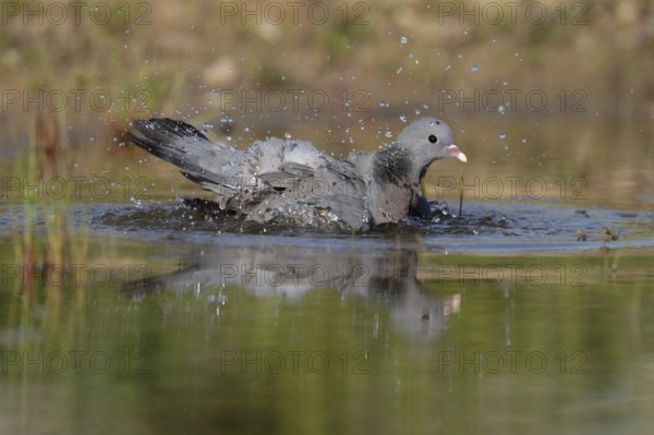 Stock Dove (Columba oenas) bathing, Brandenburg, Germany