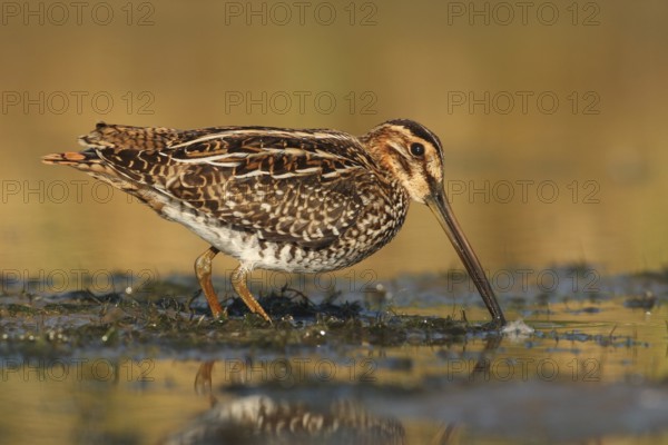 Wilson's Snipe (Gallinago delicata), Ohio, USA
