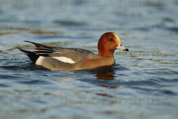 Eurasian Wigeon (Mareca penelope) male, Arizona, USA