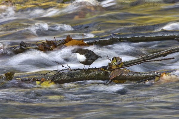 White-throated Dipper (Cinclus cinclus), North Rhine-Westphalia, Germany