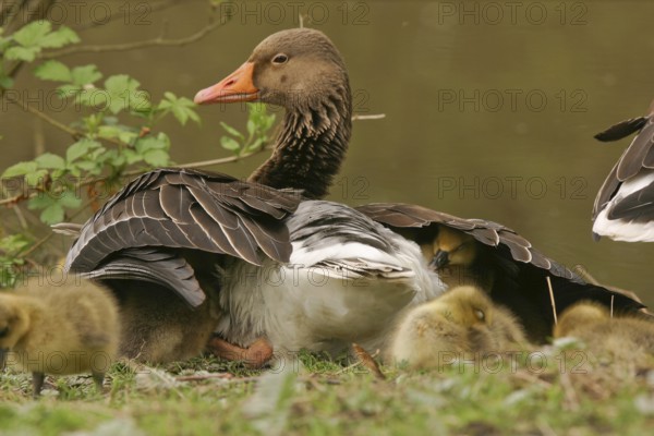 Greylag Goose (Anser anser) with chicks, Saxony, Germany