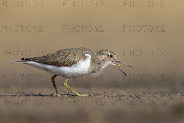 Common Sandpiper (Actitis hypoleucos) foraging, North Rhine-Westphalia, Germany