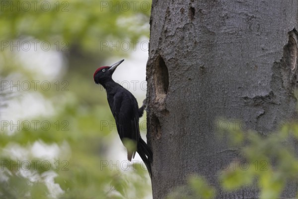 Black Woodpecker (Dryocopus martius) male at nest cavity, North Rhine-Westphalia, Germany