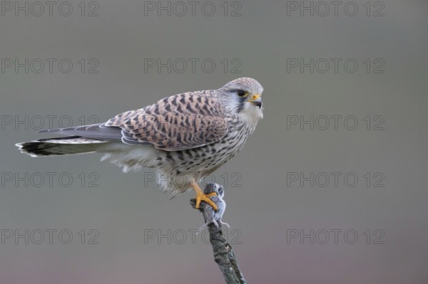 Common Kestrel (Falco tinnunculus) female perched on a branch with a captured mouse in its claws, North Rhine-Westphalia, Germany