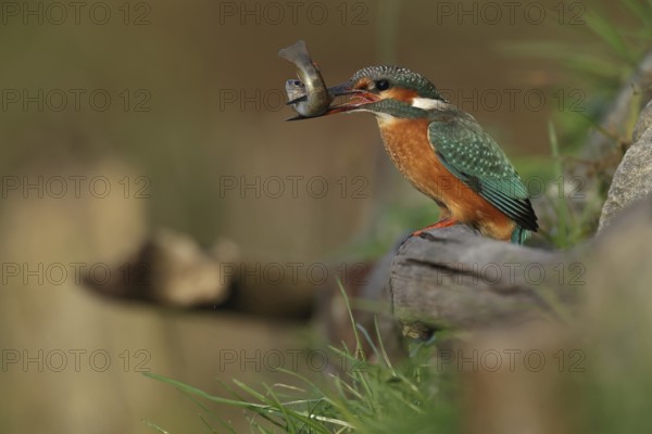 Common Kingfisher (Alcedo atthis) female with fish prey in its beak, Bavaria, Germany