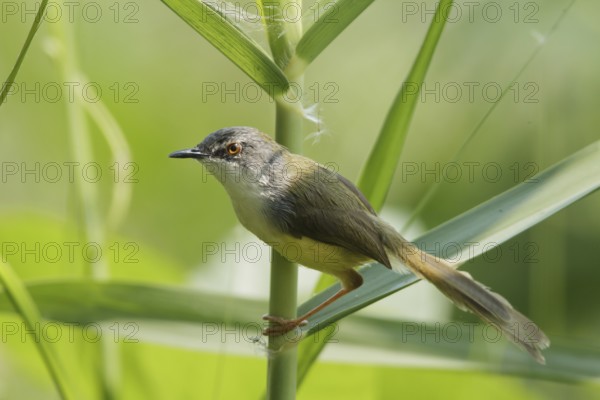 Yellow-bellied Prinia (Prinia flaviventris) male, Bueng Boraphet, Thailand