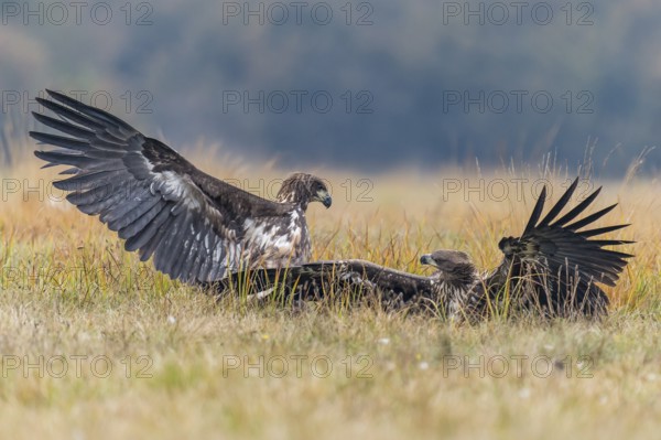 White-tailed Eagle (Haliaeetus albicilla), Kutno, Poland
