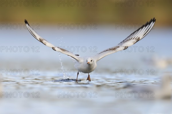 Black-headed Gull (Chroicocephalus ridibundus) flying, North Rhine-Westphalia