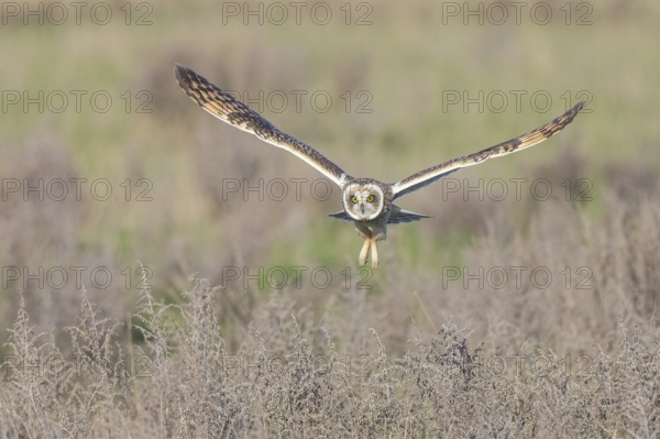 Short-eared Owl (Asio flammeus) flying, Netherlands