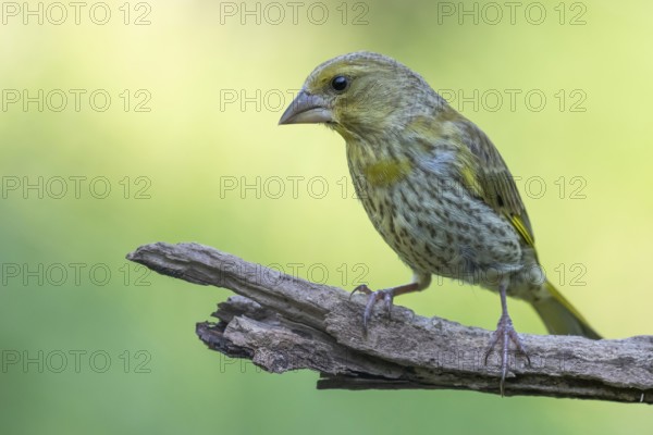 European Greenfinch (Chloris chloris) juvenile perched on a branch, Lower Saxony, Germany