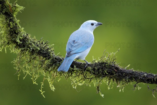 Blue-gray tanager on mossy branch in green vegetation with yellow flowers.. Light blue bird from jungle. Cute bird from Costa Rica, America. Wildlife scene from nature