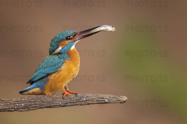 Common Kingfisher (Alcedo atthis) female with fish prey in its beak, Saxony-Anhalt, Germany