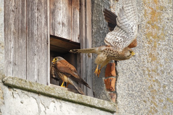Turmfalke, lat. Falco tinnunculus, adultes Weibchen startet aus der Mauerwerksöffnung mit dem dahinter befindlichen Nistkasten und Männchen steht am Eingang und schaut hinein