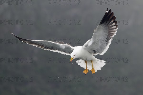 Heringsmöwe; lat. Larus fuscus; im Flug auf der Stelle schräg von vorn mit Wassertropfen; Romsdalfjord