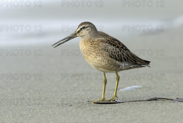 Short-billed Dowitcher (Limnodromus griseus), British Columbia, Canada