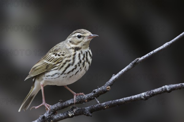 Olive-backed Pipit - Waldpieper - Anthus hodgsoni ssp. yunnanensis, Russia