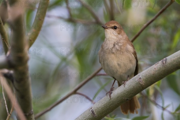 Common Nightingale - Nachtigall - Luscinia megarhynchos ssp. golzii, Kazakhstan, adult