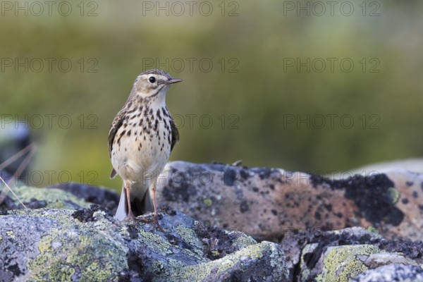Meadow Pipit - Wiesenpieper - Anthus pratensis ssp. pratensis, Russia