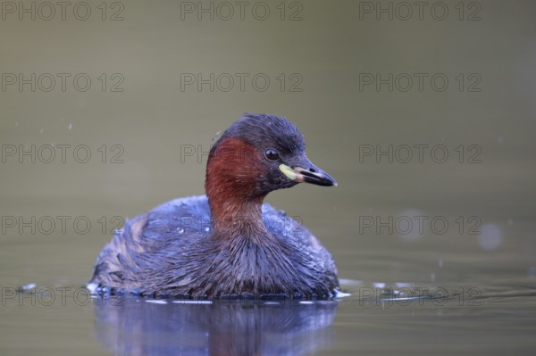 Little Grebe (Tachybaptus ruficollis), North Rhine-Westphalia, Germany