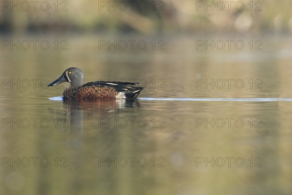 Australasian Shoveler (Spatula rhynchotis) male, Victoria, Australia