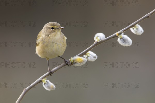Common Chiffchaff (Phylloscopus collybita) perched on a willow branch, Poland