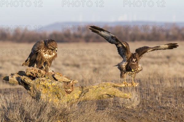 Common Buzzard (Buteo buteo) perched on a stump, Castile-La Mancha, Spain