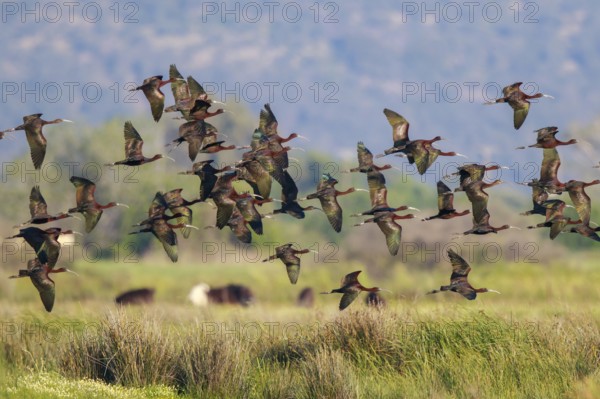 Glossy Ibis (Plegadis falcinellus) group flying, Lesvos, Greece