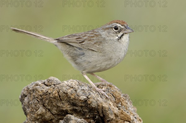 Rufous-crowned Sparrow (Aimophila ruficeps), Texas, USA