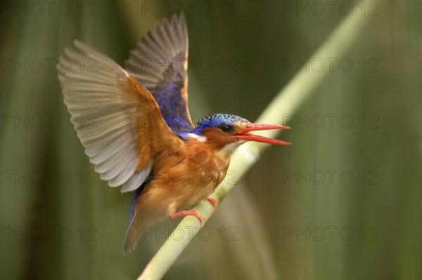 Malachite Kingfisher (Corythornis cristatus), Lake Hawassa, Ethiopia