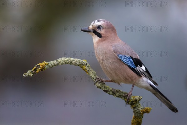 Eurasian Jay (Garrulus glandarius) perched on a branch, Saxony-Anhalt, Germany