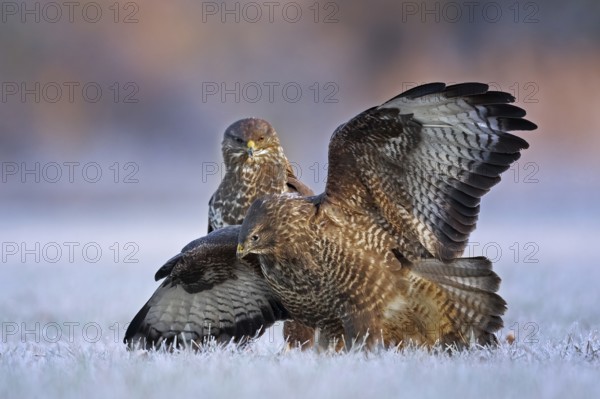 Common Buzzard (Buteo buteo) perched on hoarfrost covered ground with spread wings, Saxony-Anhalt, Germany